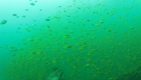 HD Video clip of mackerels fish in ocean