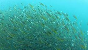 HD Video clip of fish in ocean