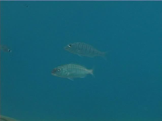 A couple of Striped Sea Bream ( â€œLithognathus Mormyrusâ€�). Shot captured in the wild in the Mediterranean Sea (Italy) by 3CCD camera - PAL system.