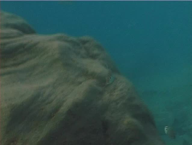 A Striped Sea Bream (â€œLithognathus Mormyrusâ€�). Shot captured in the wild in the Mediterranean Sea (Italy) by 3CCD camera - PAL system.