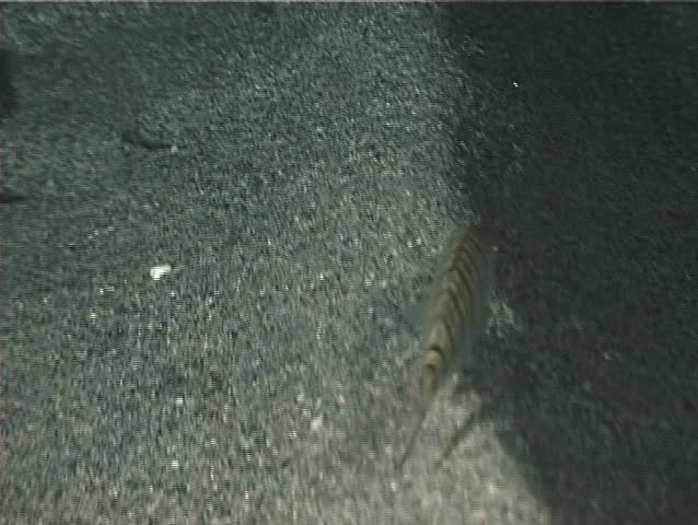 Here 4 clips. A Striped Sea Bream (â€œLithognathus Mormyrusâ€�) finds refuge under the sand. Shot captured in the wild in the Mediterranean Sea (Italy) by 3CCD camera - PAL system.
