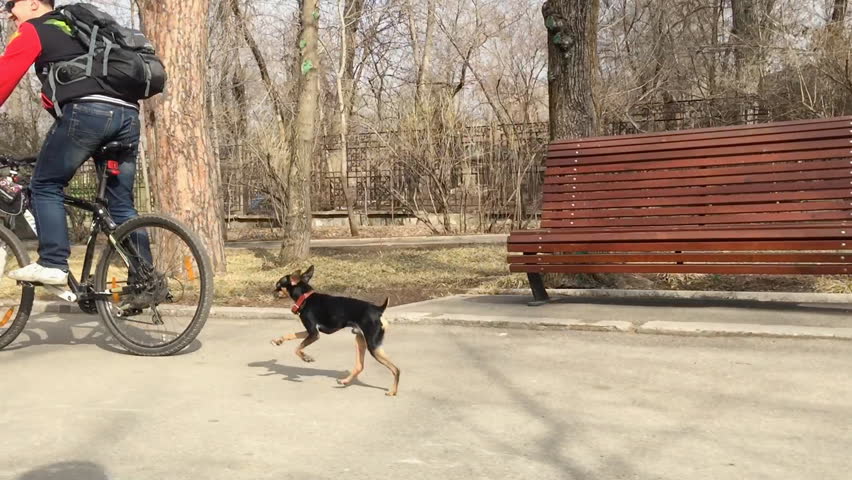 Small dog chihuahua running for the cyclist.