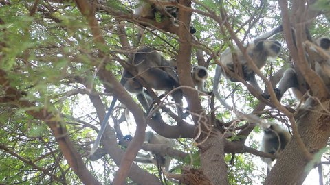 Flying soldiers of monkey God Hanuman 1. Bunch of monkeys (entellus langur, hanuman langur, Presbytis entellus) got the branchy tree, agility of apes