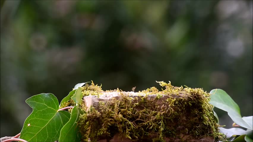 Blue Tit bird feeding from small bowl