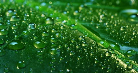 rain drops on tropical leaf in soft slow motion 