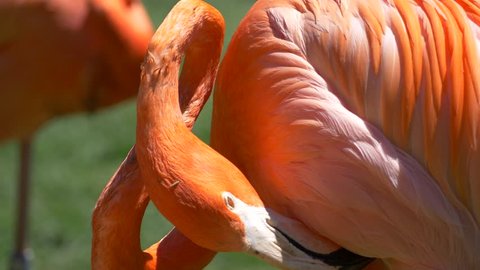 Closeup of flamingo cleaning feathers