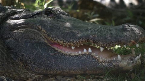Adult male alligator opening eyes and mouth