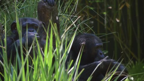 Two chimpanzees look at each other before something catches their attention off