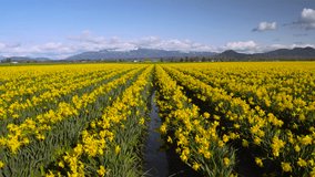 Field of beautiful yellow daffodils. Blooming narcissus in spring. Nature video. Flower clip. 4K, high bit rate, UHD