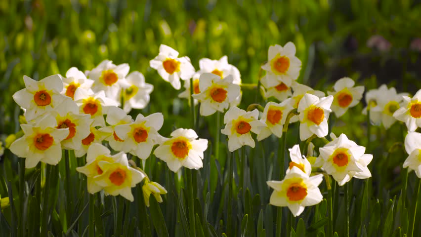 Flower video. Blooming yellow daffodils in spring. Narcissus flower, showing outer white sepals with a central yellow corona. 4K, high bit rate, UHD.