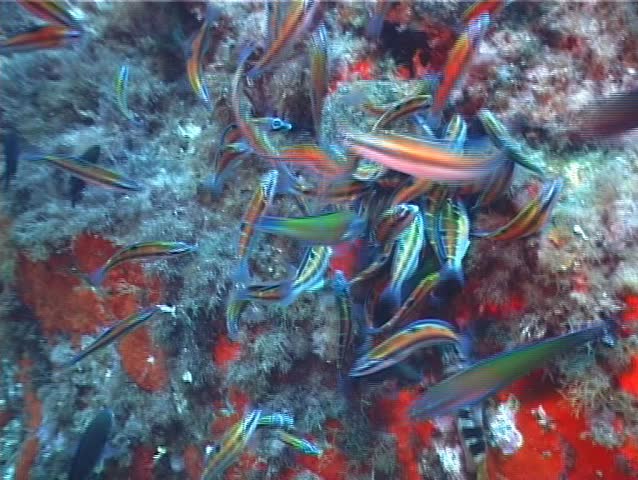 A shoal of â€œTurkish Wrasseâ€� (Thalassoma Pavo). Shot captured in the wild in the Mediterranean Sea (Italy) by 3CCD camera - PAL system. 
