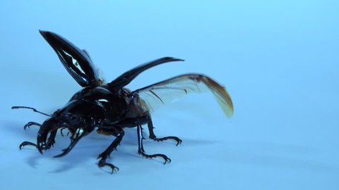 Flying African Stag Beetle