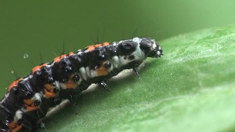 American Lady larva Butterfly caterpillar in leaf, Vanessa virginiensis