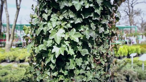 Fresh green ivy plant for vertical gardening