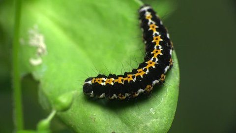 American Lady larva Butterfly caterpillar in garden, Vanessa virginiensis