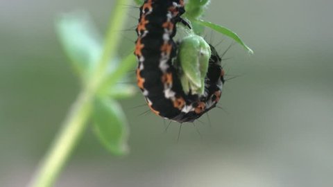 American Lady larva Butterfly caterpillar in garden, Vanessa virginiensis