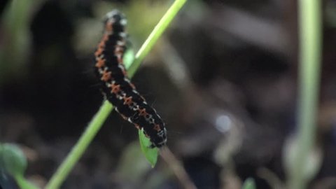 American Lady larva Butterfly caterpillar in meadow, Vanessa virginiensis