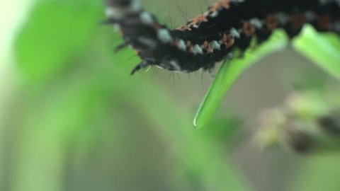American Lady larva Butterfly caterpillar in meadow, Vanessa virginiensis
