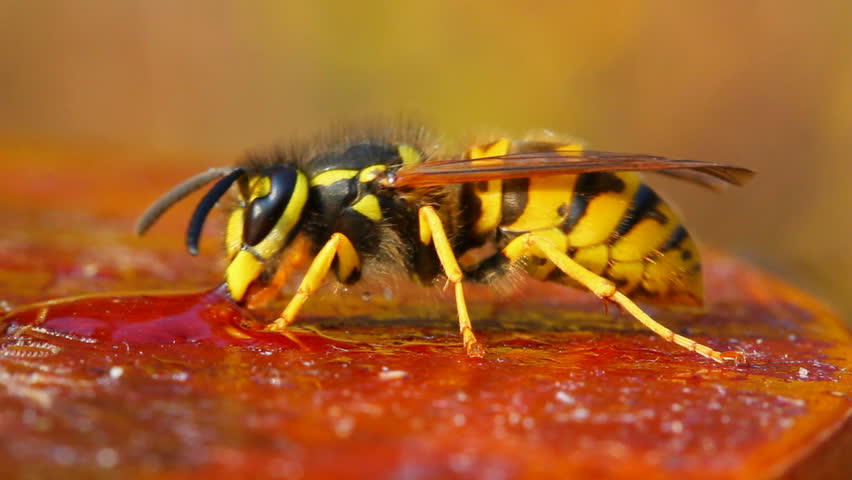 macro view on wasp eating honey