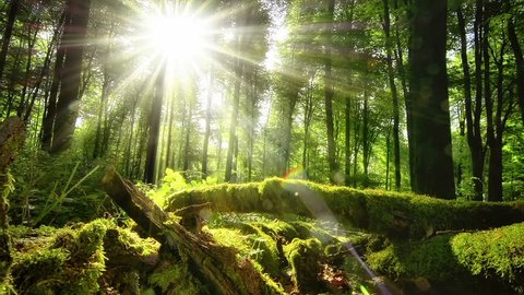 Enchanting sun rays beautifully illuminating a beech forest in vivid shades of fresh green at spring, slow motorized dolly shot 
