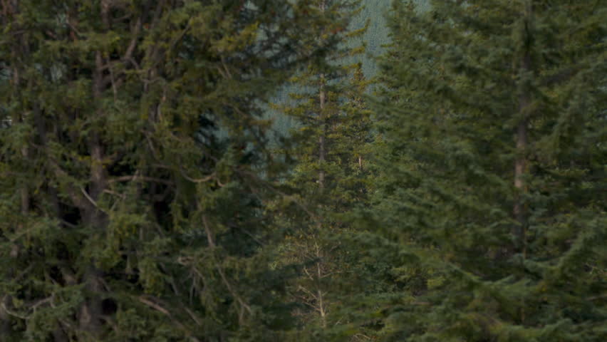 Long shot of the Banff Springs Hotel with Evergreen trees in the foreground framing the hotel.  Banff Alberta