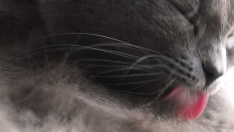 Black Chantilly Tiffany Cat Washes Videos De Stock 100 Libres De Droit Shutterstock