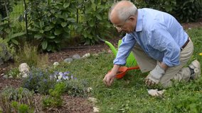 Active senior man working in his home garden, planting new born crop.