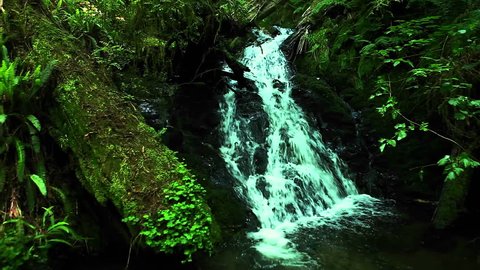 A small waterfall flows through a forest