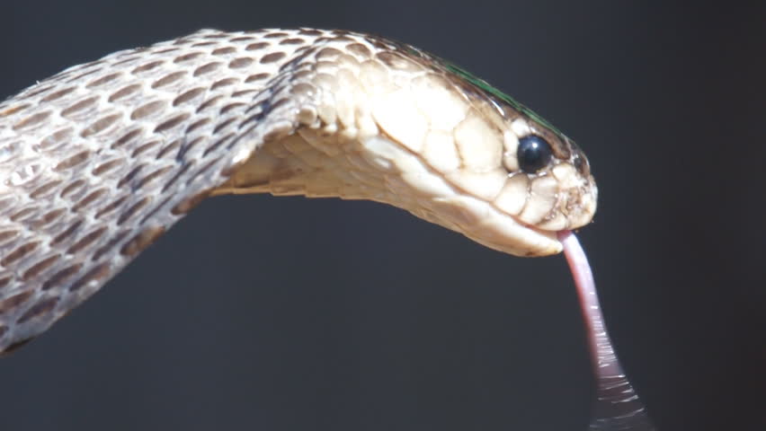 Monocled Cobra (Naja kaouthia) tongue flickering.