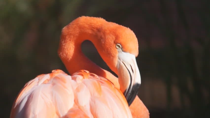 Flamingo (Phoenicopterus ruber) preening