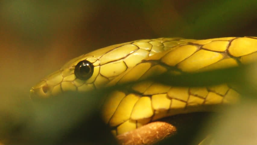Green Mamba (Dendroaspis angusticeps)
is highly venomous African snake.