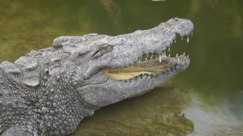 Crocodile opening mouth to bask Alligator (yacar)