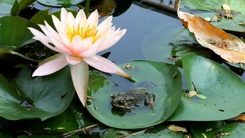 Beautiful Blossom lotus in pond neary toad on lotus leaf