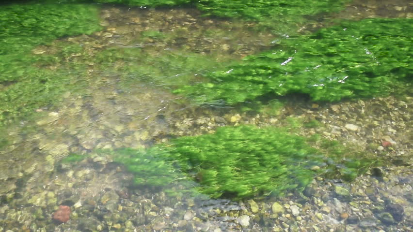clear shallow stream underwater weed gently: stockbeeldmateriaal en -video&...