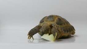 Ungraded: Kleinmann's tortoise / Egyptian tortoise. Tortoise eating an apple. Source: Lumix DMC, ungraded H.264 from camera without re-encoding. (av17553u)