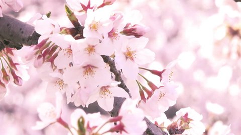 4K movie, cherry blossoms