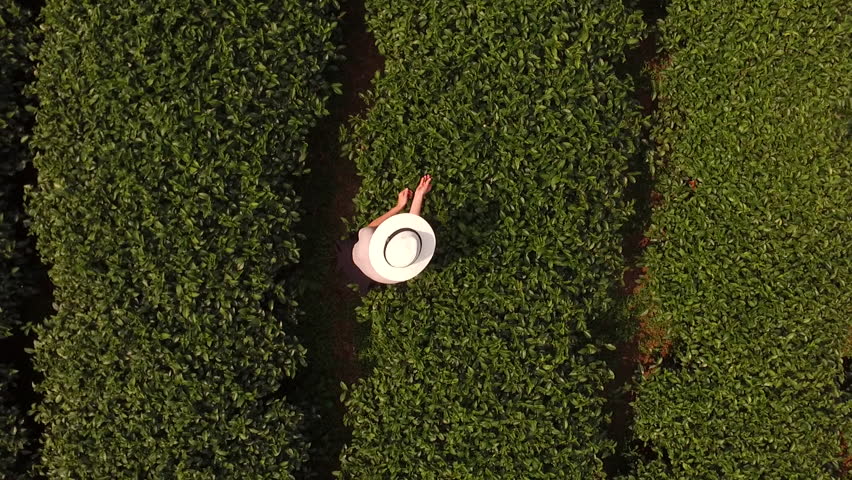 Aerial shooting from flying drone of a woman worker is collecting tea leaves on a large plantation in Thailand. Top view of young female traveler in sun hat is standing on a field with coffee brushes