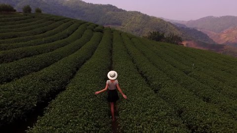 Aerial shooting from flying drone of a young woman tourist in sun hat is walking along tea plantations and enjoying beautiful field scenery while touching bushes during summer weekend in Thailand