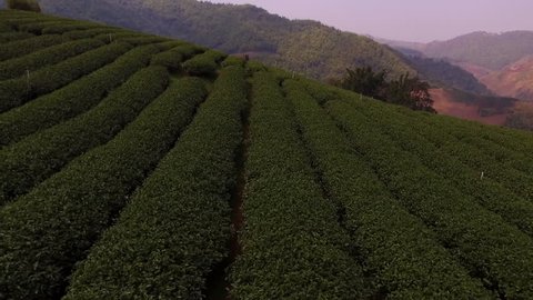 Aerial shooting from radio controlled drone of a tea plantations in Asia. Green fields with coffee beans on the hillside in sunny summer day in Thailand