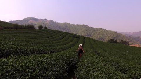 Aerial shooting from remote drone of a young woman tourist is walking along tea plantations in Asia during her the long awaited summer trip. Hipster girl is enjoying smell the coffee bushes