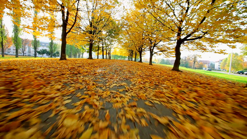 Autumn walking thru park