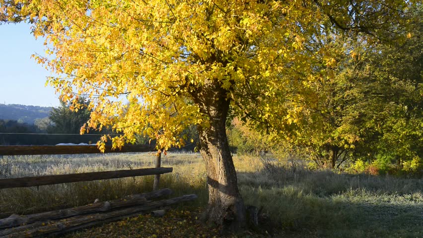 falling yellow maple leaves, fall season