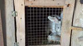 Camera moves from left to right and removes a lot of rabbits in cages. Dolli video.