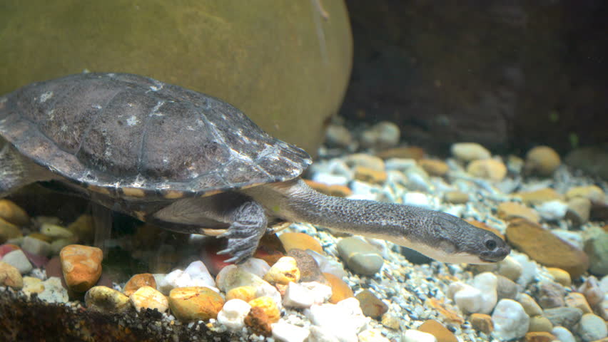 Eastern Long Neck Turtle in Stock Footage Video (100% Royalty-free ...