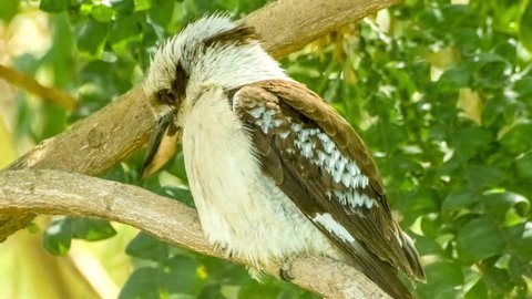 Detailed closeup of native Australian kookaburra birdlife looking around and falling asleep on tree branch, 4K 30p