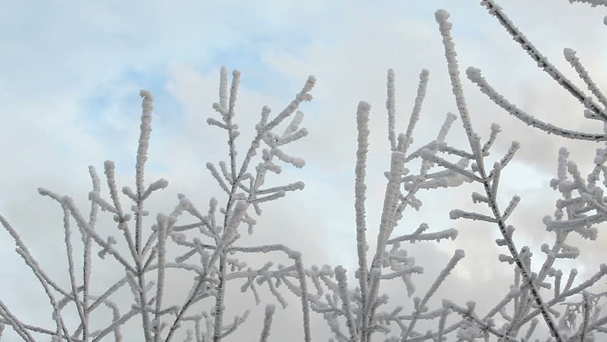 freezing on the winter branch