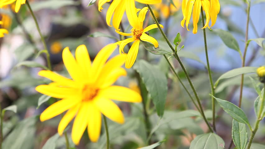 honeybee on the yellow flower