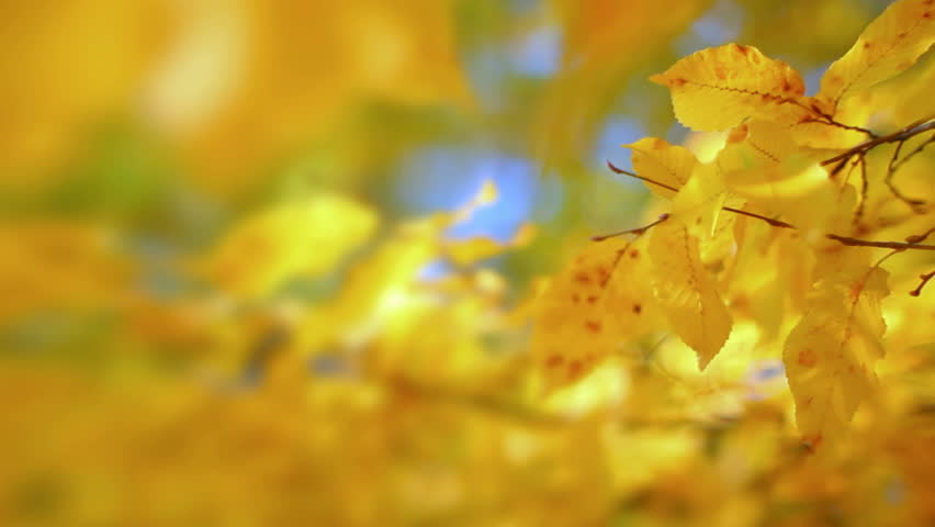Autumn yellow leaves on wind 