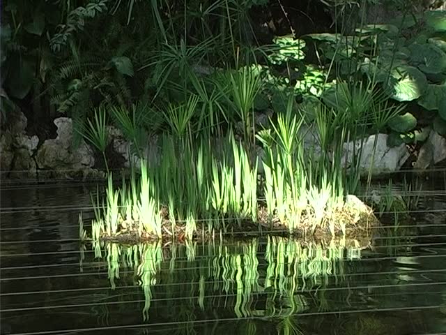 Pond in park 