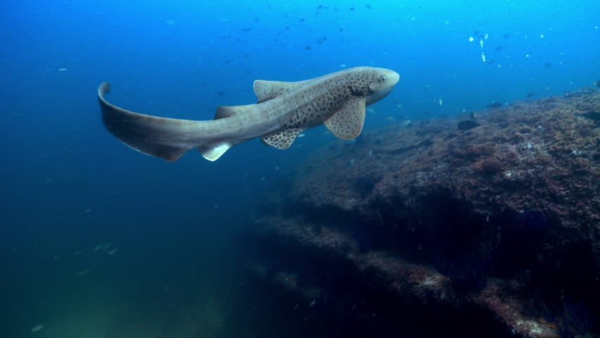 Leopard shark swimming over a shallow healthy hard coral reef in the Daymaniyat Islands Marine Reserve in Oman. | Shutterstock HD Video #15966163